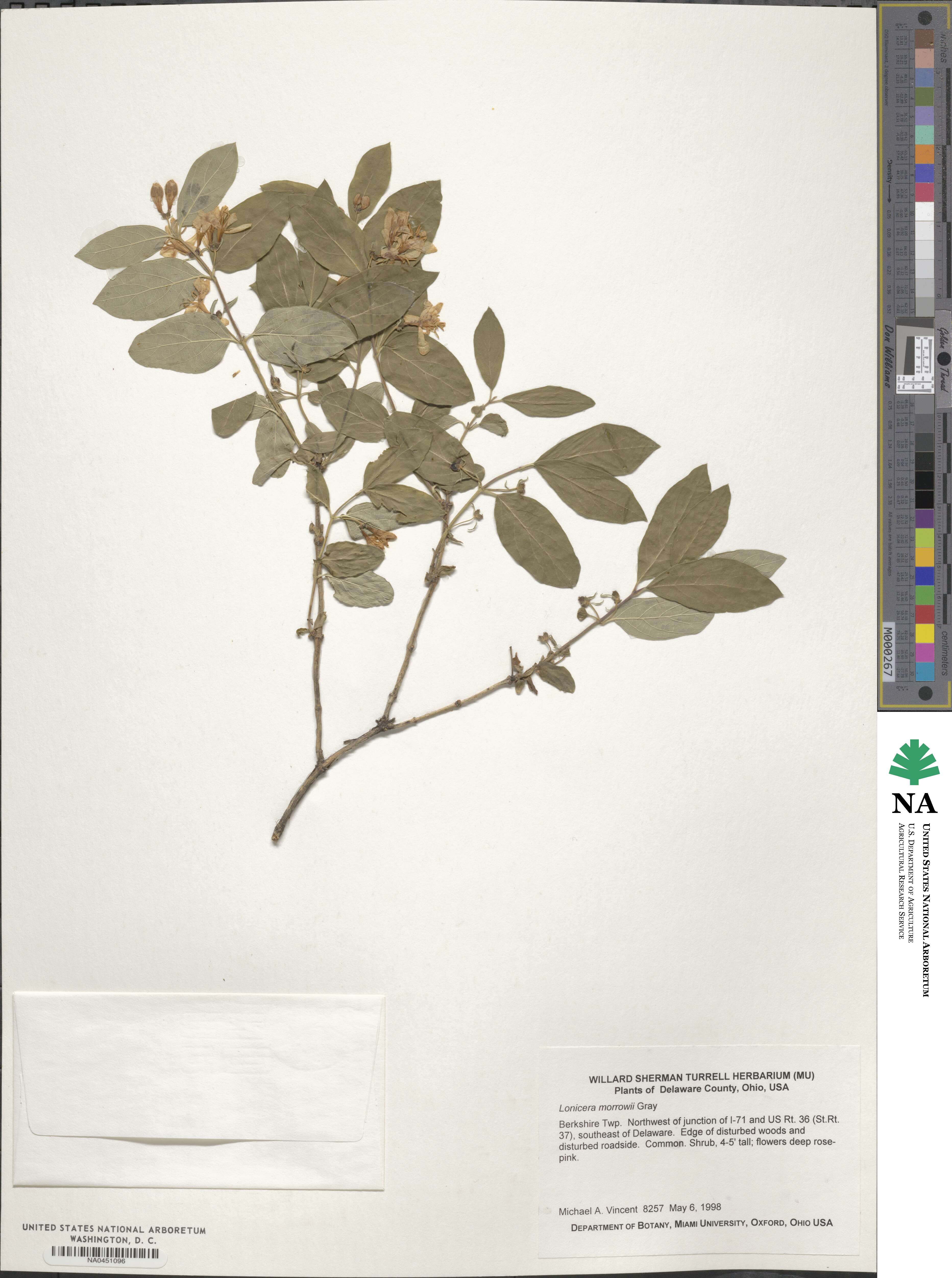 Lonicera morrowii image