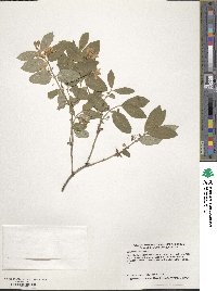 Lonicera morrowii image