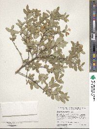 Lonicera morrowii image