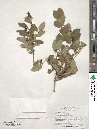 Lonicera morrowii image