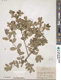 Lonicera morrowii image