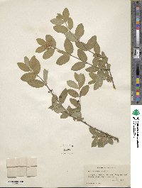 Lonicera morrowii image