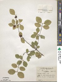 Lonicera morrowii image