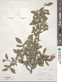 Lonicera morrowii image