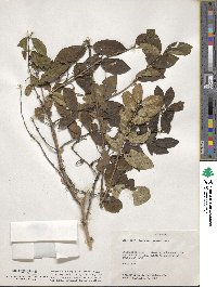 Lonicera morrowii image