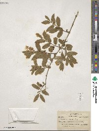 Lonicera morrowii image