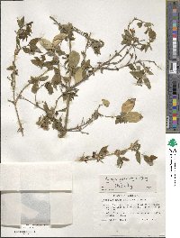 Lonicera morrowii image