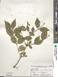 Lonicera morrowii image