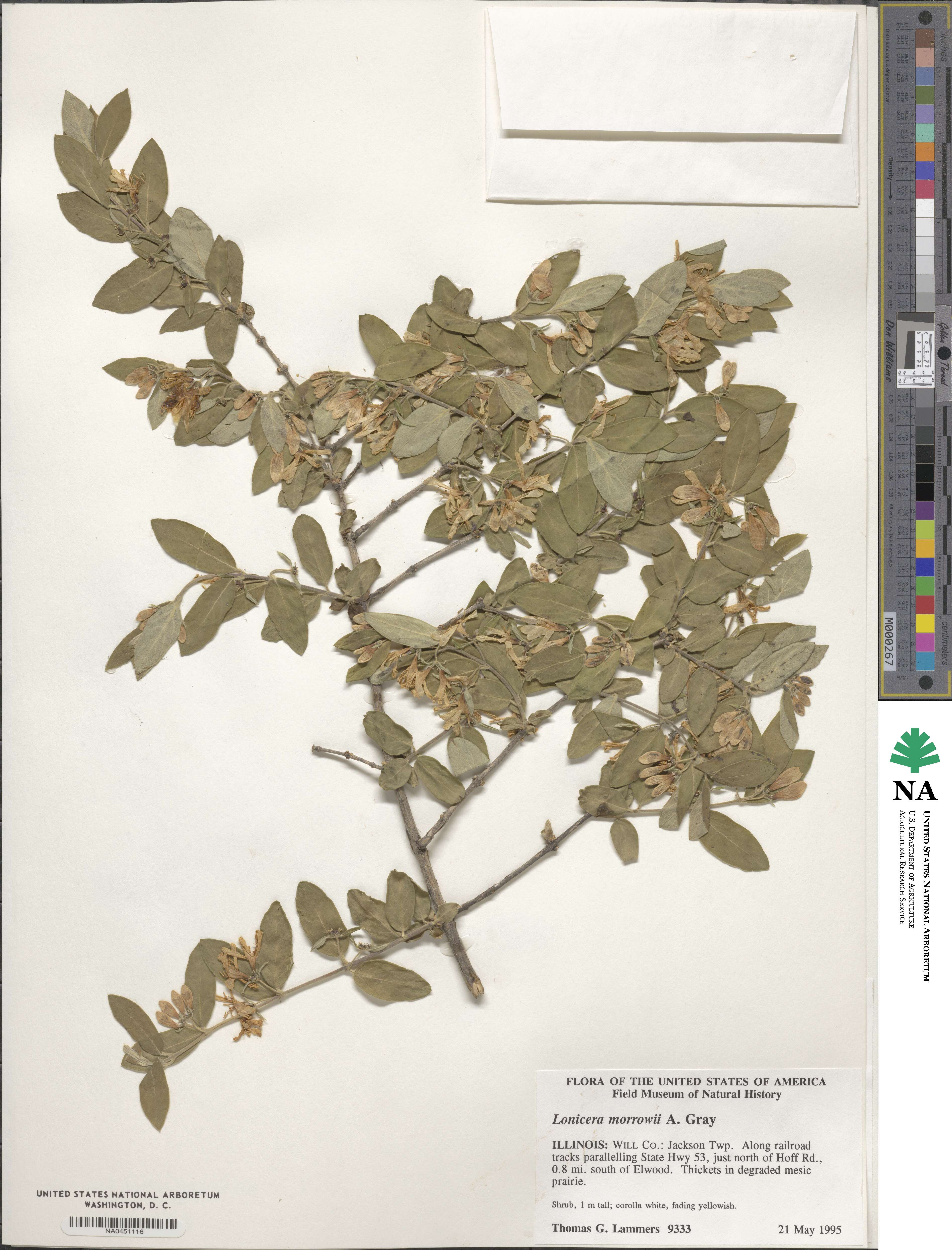 Lonicera morrowii image