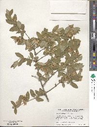 Lonicera morrowii image