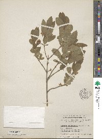 Lonicera oblongifolia image