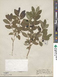 Lonicera oblongifolia image