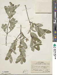 Lonicera oblongifolia image