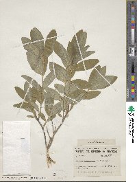 Lonicera oblongifolia image