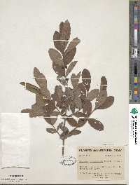 Lonicera oblongifolia image