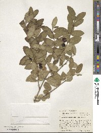 Lonicera oblongifolia image