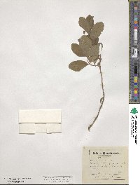 Lonicera oblongifolia image