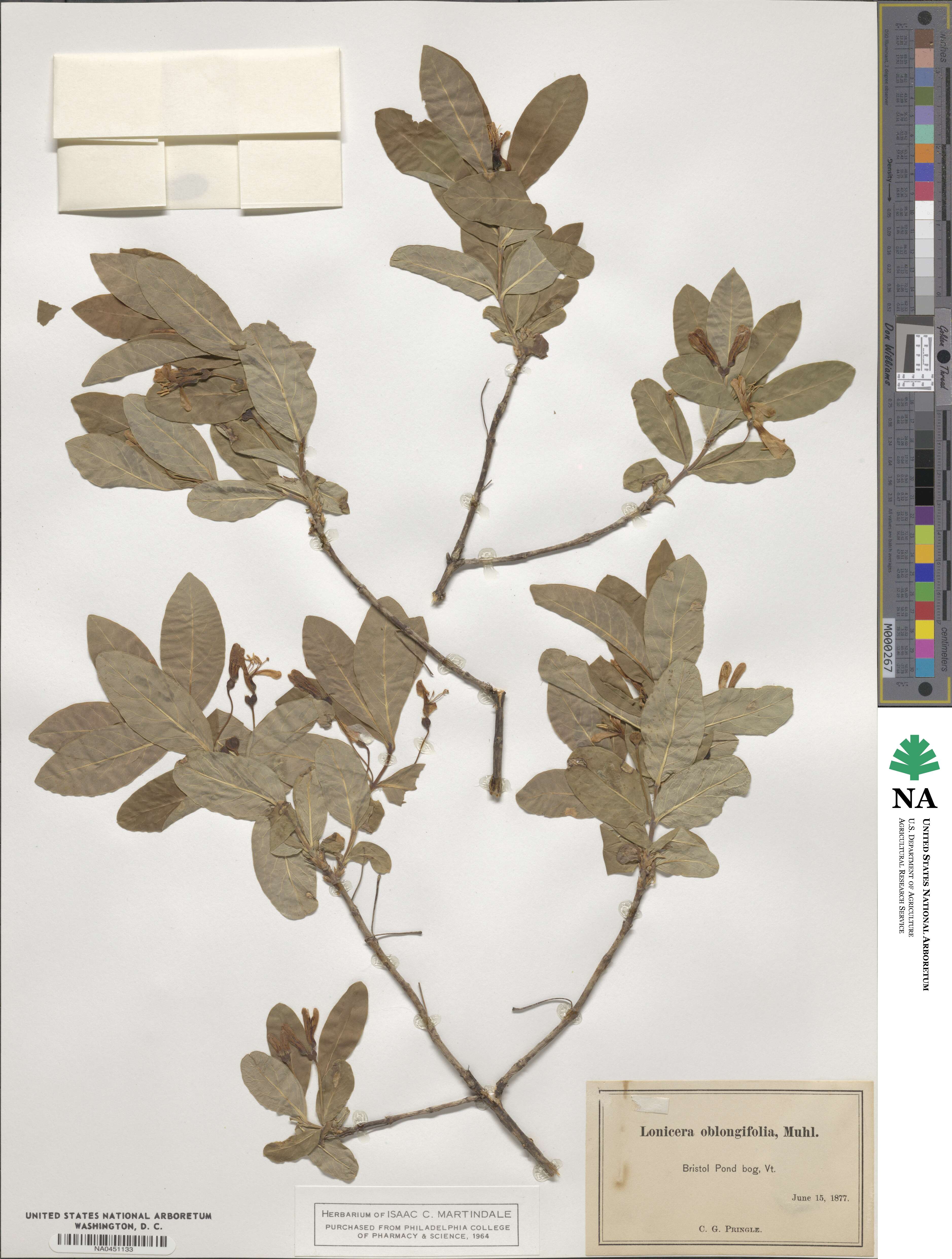 Lonicera oblongifolia image