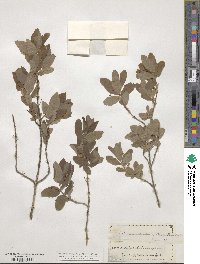 Lonicera oblongifolia image