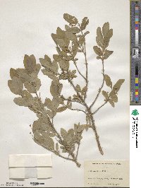 Lonicera oblongifolia image