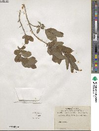 Lonicera oblongifolia image