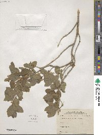 Lonicera oblongifolia image