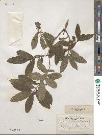 Lonicera oblongifolia image