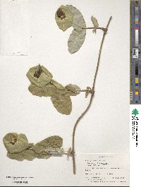 Lonicera sempervirens image