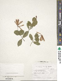 Lonicera sempervirens image