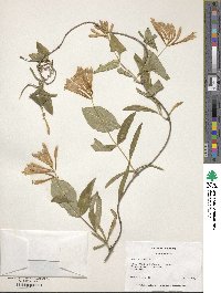 Lonicera sempervirens image