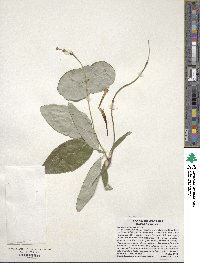 Lonicera sempervirens image