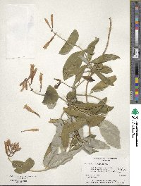 Lonicera sempervirens image