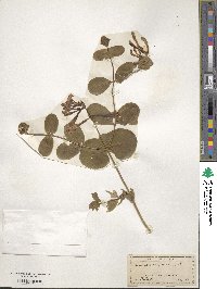 Lonicera sempervirens image