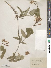 Lonicera sempervirens image