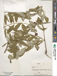 Lonicera sempervirens image