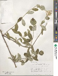 Lonicera sempervirens image