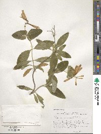 Lonicera sempervirens image