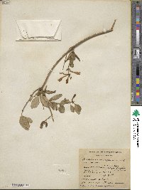 Lonicera sempervirens image