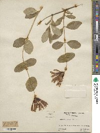 Lonicera sempervirens image