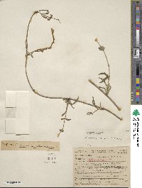 Lonicera sempervirens image