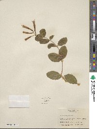 Lonicera sempervirens image