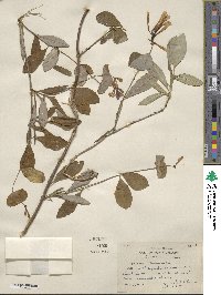 Lonicera sempervirens image