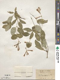 Lonicera sempervirens image