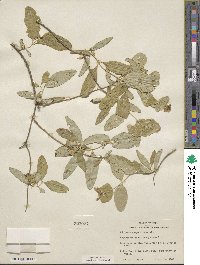 Lonicera sempervirens image