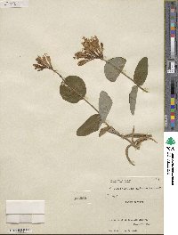 Lonicera sempervirens image