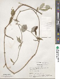 Lonicera sempervirens image