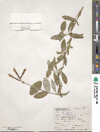 Lonicera sempervirens image