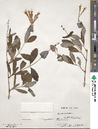 Lonicera sempervirens image