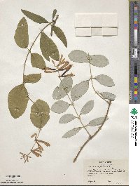 Lonicera sempervirens image