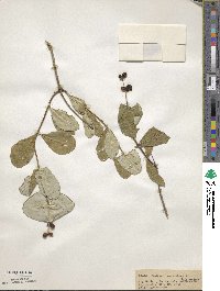 Lonicera sempervirens image